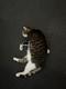 Misty The Old Deaf Cat logo