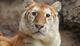 Ava The Golden Tiger  logo