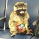 Raccoon Wif Jif logo