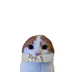 muted cat logo