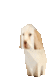 Flipdog logo