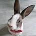 bunny does tiktok itself logo