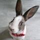 bunny does tiktok itself logo