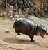 Khaokheow Zoo New Hippo logo