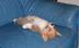 Sleepy Puppy logo
