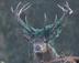 Stag ⠀⠀⠀⠀⠀⠀⠀⠀⠀⠀⠀⠀⠀⠀⠀⠀⠀⠀⠀⠀⠀⠀⠀⠀⠀⠀⠀⠀⠀⠀⠀⠀⠀⠀⠀⠀⠀9SJxiJQJ65uQuaVcgn5YJRKtpMARo1dWHBj8hi9Ypump logo