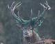Stag ⠀⠀⠀⠀⠀⠀⠀⠀⠀⠀⠀⠀⠀⠀⠀⠀⠀⠀⠀⠀⠀⠀⠀⠀⠀⠀⠀⠀⠀⠀⠀⠀⠀⠀⠀⠀⠀9SJxiJQJ65uQuaVcgn5YJRKtpMARo1dWHBj8hi9Ypump logo