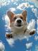 skydiving dog logo