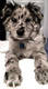 Flurri logo