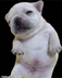 Pibble logo