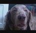 FIRST TOKENIZED DOG logo
