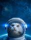 METEORA CAT logo