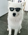 BELLA THE SAMOYED logo