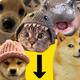 Animal Thread logo