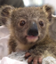 Tiktok Baby Koala Edgar logo