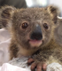 Tiktok Baby Koala Edgar logo