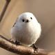 No.1 cutest bird in japan logo