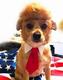 Trump Dog logo