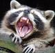 Pop Raccoon logo