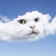 Cloud Cat logo