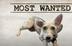 Most Wanted dog logo