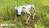 Farmer Robot dog logo