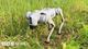 Farmer Robot dog logo