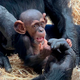 Newest Baby Chimp Wellington Zoo logo