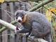 Twycross Zoo Endangered Lemur logo