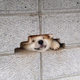locked in dog logo