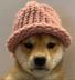 dogwifhat logo