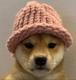 dogwifhat logo