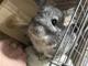 Viral X Chinchilla logo