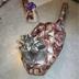 WRAPPED CAT logo