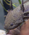 Maxolotl the axolotl logo