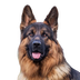 GUNTHER VI⠀⠀⠀⠀⠀⠀⠀⠀⠀⠀⠀⠀⠀⠀⠀⠀⠀⠀⠀⠀⠀⠀⠀⠀⠀⠀⠀⠀⠀⠀⠀⠀⠀⠀⠀⠀⠀GUNeL5fhAcTk9HcaG3PPXxdK7pSiHNCgmioPJuDhCnqQ logo