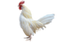 Test logo