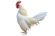 Test logo