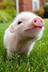 PIGGY logo