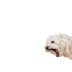 woof logo