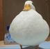 CA starts with DUCK logo