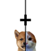 bitcdog logo
