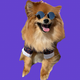 Test logo