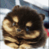 Miho 미호 The Hamster logo