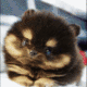 Miho 미호 The Hamster logo