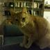 SASHA CAT⠀⠀⠀⠀⠀⠀⠀⠀⠀⠀⠀⠀⠀⠀⠀⠀⠀⠀⠀⠀⠀⠀⠀⠀⠀⠀⠀⠀⠀⠀⠀⠀⠀⠀⠀⠀⠀FPhcJcang6XQTdwPojdLgaZYWShFqatQWWNSRHX4U45X logo