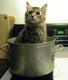 first twitter cat logo