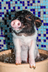 Piggy the piglet logo
