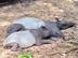THAI TAPIR⠀⠀⠀⠀⠀⠀⠀⠀⠀⠀⠀⠀⠀⠀⠀⠀⠀⠀⠀⠀⠀⠀⠀⠀⠀⠀⠀⠀⠀⠀⠀⠀⠀⠀⠀⠀⠀9E7RGFk5LvtZjRMLhmpittCTzcxHs8nP58znyz67B2rT logo