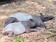THAI TAPIR⠀⠀⠀⠀⠀⠀⠀⠀⠀⠀⠀⠀⠀⠀⠀⠀⠀⠀⠀⠀⠀⠀⠀⠀⠀⠀⠀⠀⠀⠀⠀⠀⠀⠀⠀⠀⠀9E7RGFk5LvtZjRMLhmpittCTzcxHs8nP58znyz67B2rT logo